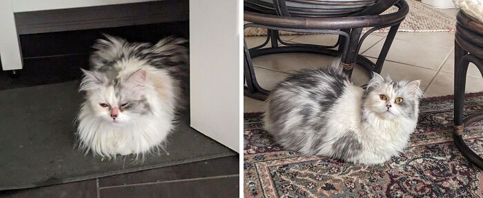 Fluffy cat before and after adoption, showing a transformation from a scruffy to a well-groomed and relaxed pet.
