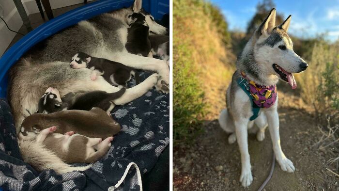 Before and after adoption photos of a rescue dog and her puppies showing healing power and transformation.