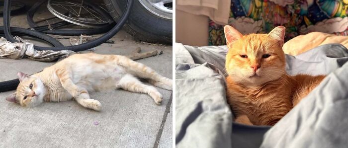 Side-by-side photos of an orange cat before and after adoption showing its transformation and improved well-being.