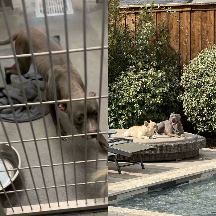 Before and after adoption photos showing a rescue dog in a shelter and later happily resting by a backyard pool.
