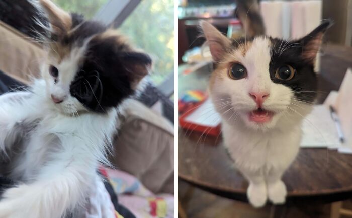 Before and after photos of a cat showing transformation and happiness after life-changing adoption.