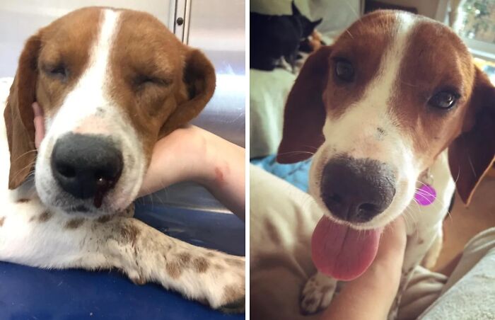 Before and after adoption photos of a rescue dog showing healing and transformation through loving care.