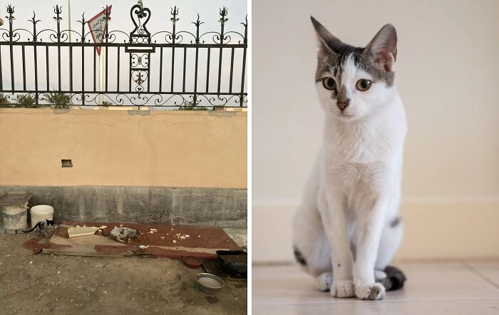 Before and after cat photos showing a rescued cat's transformation after life-changing adoption and care.