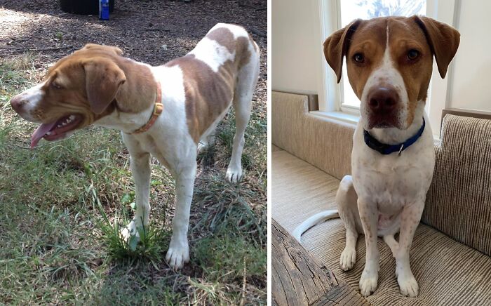 Before and after adoption photos of a rescued dog showing its healing transformation and new life indoors.