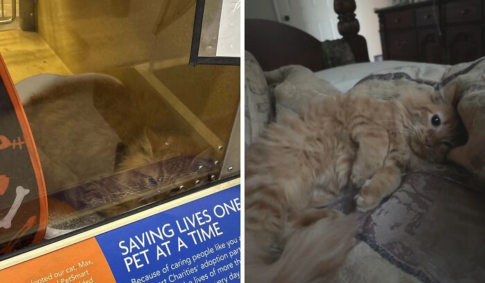 Before and after adoption cat photos showing a cat’s transformation from shelter to a cozy home environment.