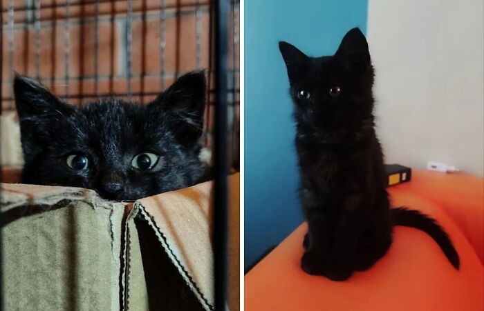 Black cat photos showing before and after their life-changing adoption in a cozy home setting.