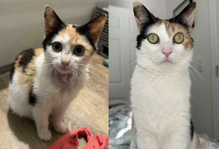 Calico cat before and after adoption showing a transformation from thin and scared to healthy and alert in a home setting.