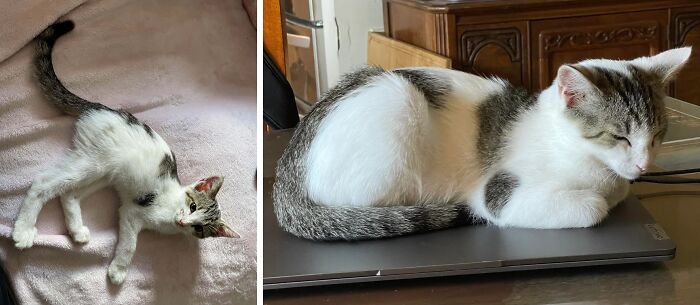Kitten before and after adoption, showing growth and comfort in a cozy home environment.