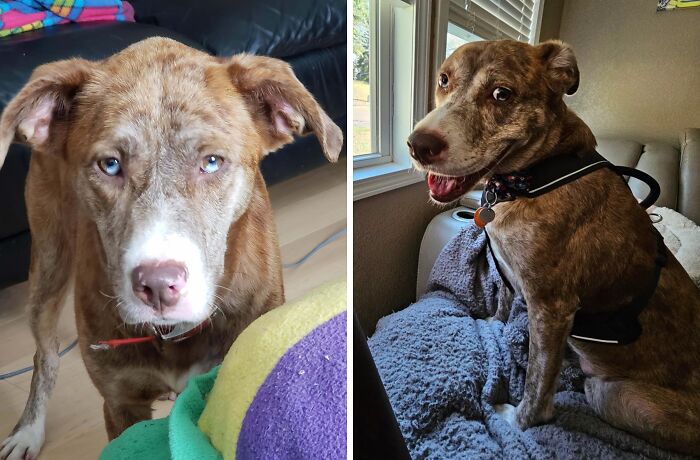 Before and after adoption photos of a rescue dog showing transformation and healing power in a loving home environment.