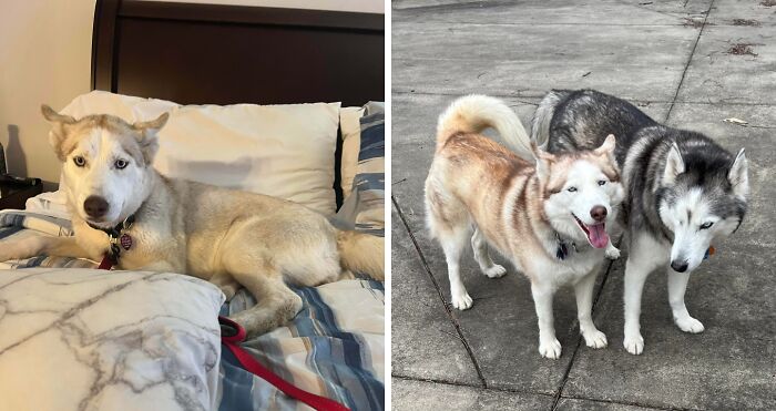 Before and after adoption photos of rescue dogs, showing their healing and transformation in loving homes.
