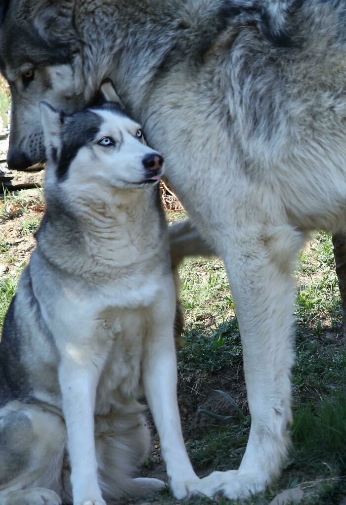 Two giant animals, a large wolf and a husky dog, interacting closely in an outdoor natural setting.