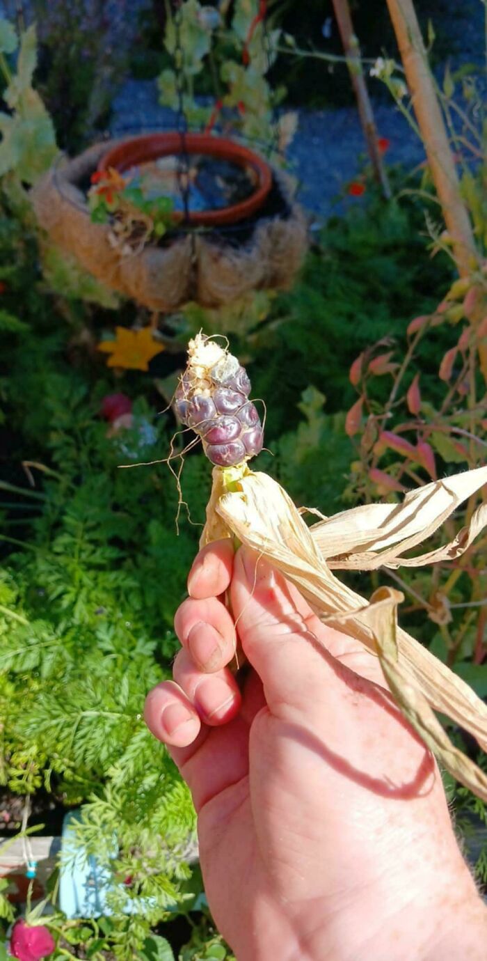 Hand holding a tiny cob of purple corn in a garden, showing nature's unexpected surprise for gardeners.