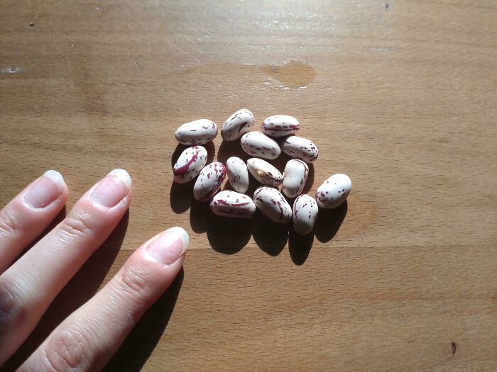 Small speckled beans placed next to fingers highlighting an unusual size comparison in gardening surprises.