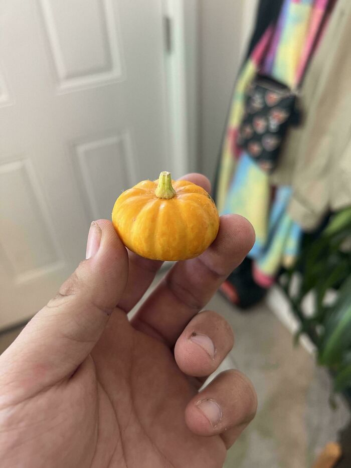 Hand holding a tiny pumpkin-like vegetable resembling a tomato for ants, showcasing nature's playful garden joke.