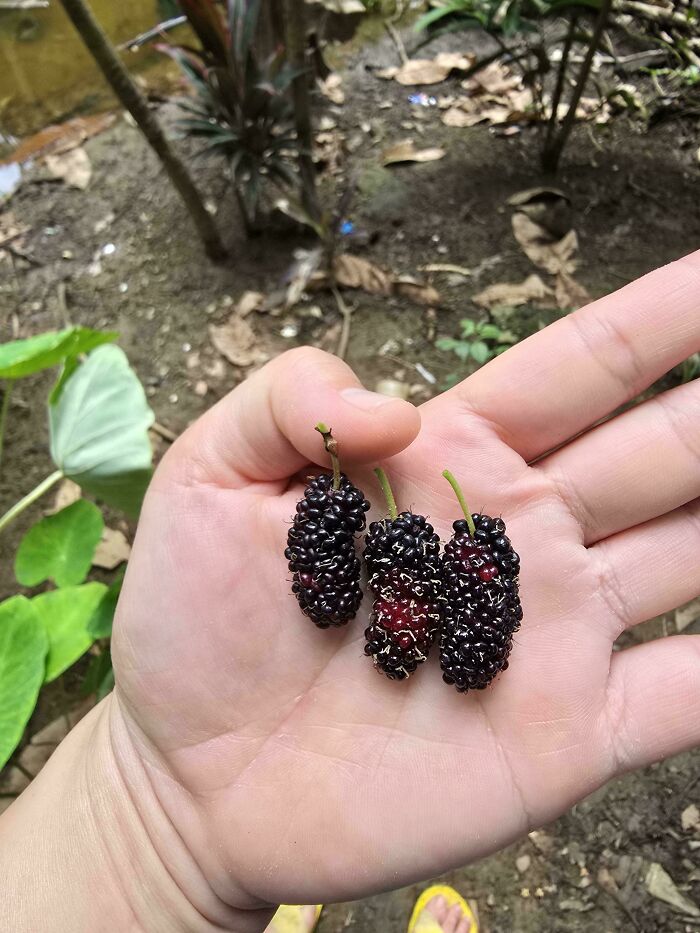 Hand holding three small mulberries in a garden, showcasing a nature joke on gardeners with tiny fruit.
