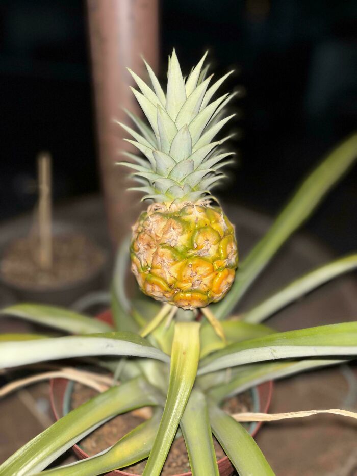 Small pineapple growing in a pot showing nature's joke on gardeners with unexpected fruit size.