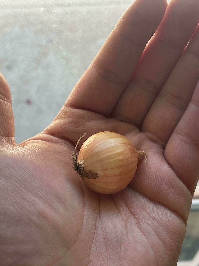 Tiny onion held in a hand, showing nature’s playful garden joke with miniature vegetables.