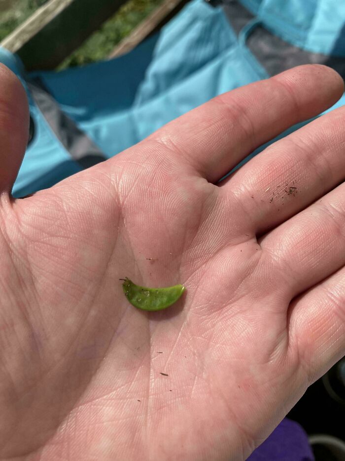 Small green vegetable pod resting in the palm, showcasing a nature joke for gardeners with tiny garden produce.