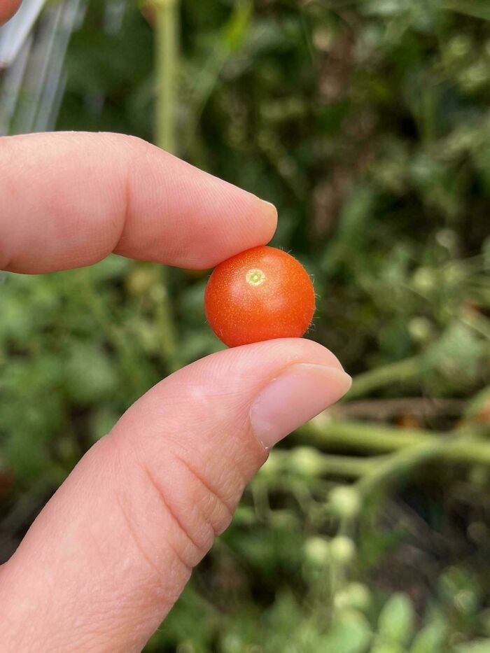 Tiny tomato held between fingers with blurred green garden background showcasing nature's gardening joke.