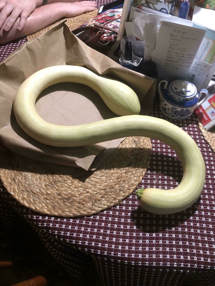 Long curved pale green vegetable on a table, showcasing nature's funny garden surprises with unusual plant growths.
