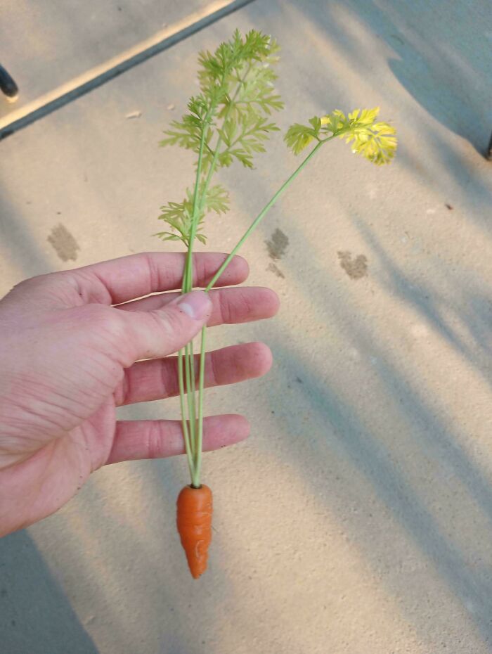 Hand holding a tiny carrot with green leaves, a garden joke showing nature’s unexpected small vegetable.