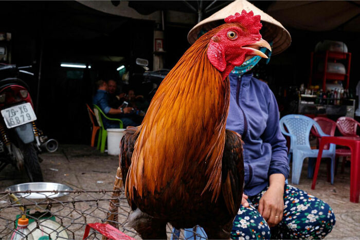 Rooster in a market setting with a person wearing a traditional hat, capturing candid everyday moments from Asia.