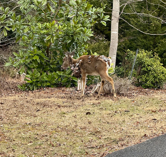 Deer with eerie flesh bubbles on its body stands near trees, raising concerns about a mutant deer animal outbreak in the US. Deer with eerie flesh bubbles on its body stands near trees, raising concerns about a mutant deer animal outbreak in the US.