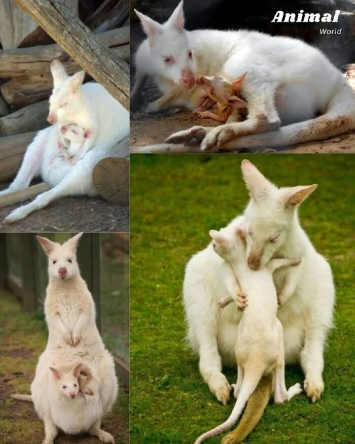 Albino kangaroo mother and joey showing affection in various natural and outdoor settings, highlighting cute creatures.