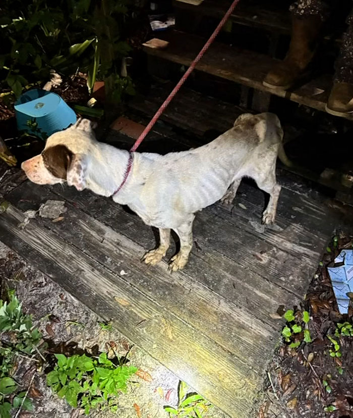 Emaciated dog on a leash outdoors at night, highlighting neglect in Florida mother abandoning child and seven dogs. Emaciated dog on a leash outdoors at night, highlighting neglect in Florida mother abandoning child and seven dogs.