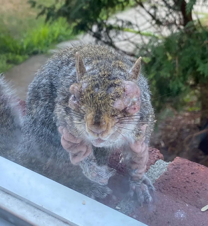 Squirrel with eerie flesh bubbles on its face and body, raising concerns about a mutant deer animal outbreak in the US. Squirrel with eerie flesh bubbles on its face and body, raising concerns about a mutant deer animal outbreak in the US.