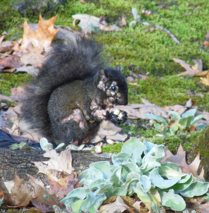 Squirrel with unusual flesh bubbles on its body feeding on the ground, raising concerns about a mutant animal outbreak. Squirrel with unusual flesh bubbles on its body feeding on the ground, raising concerns about a mutant animal outbreak.