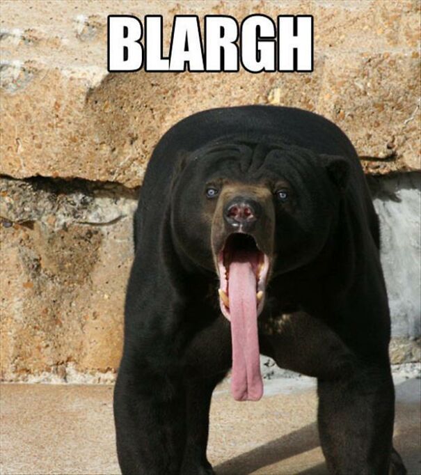 Bear-Blargh-68a625f35d3b9.jpg