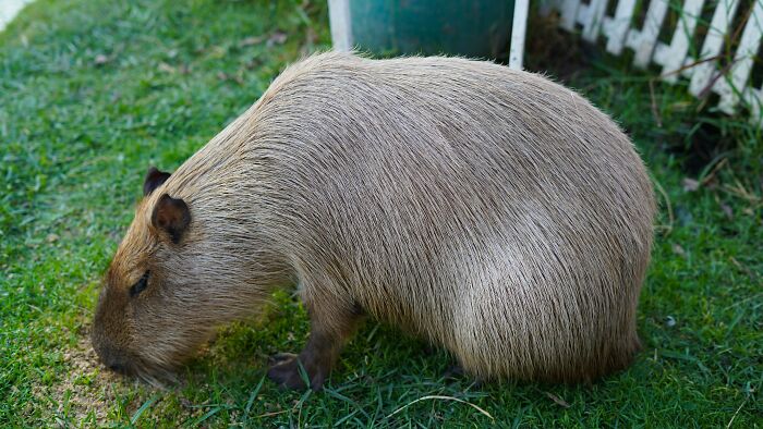 Capybaras – Gentle As A Calm Dog, Warm As A Friend