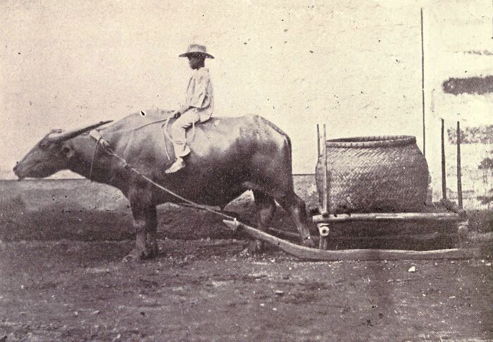 Young Filipino boy riding a water buffalo attached to a wooden plow, showcasing rural life in the Philippines in the 1890s.
