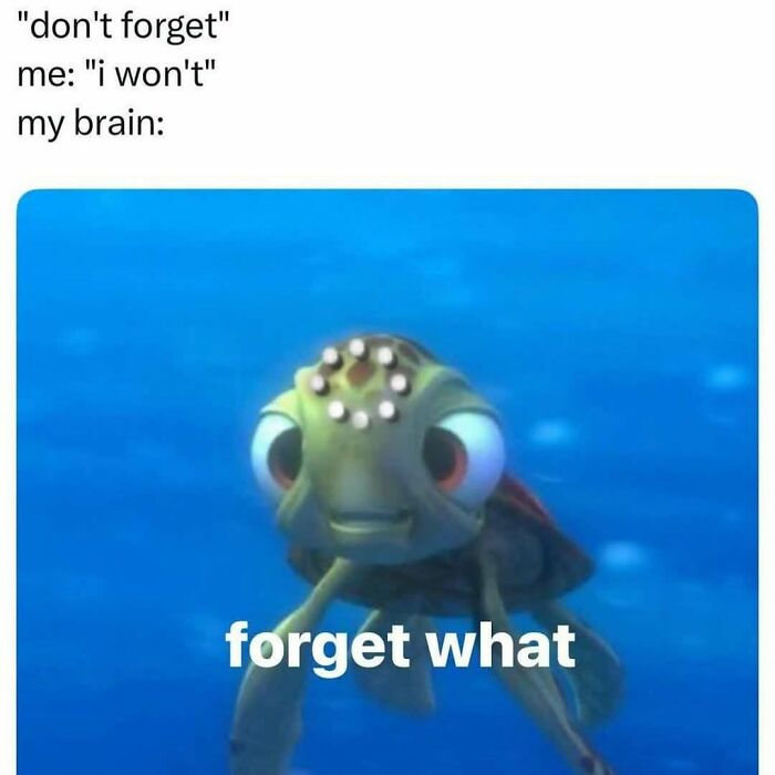 Funny introvert meme featuring a confused animated turtle illustrating forgetfulness and relatable brain moments.