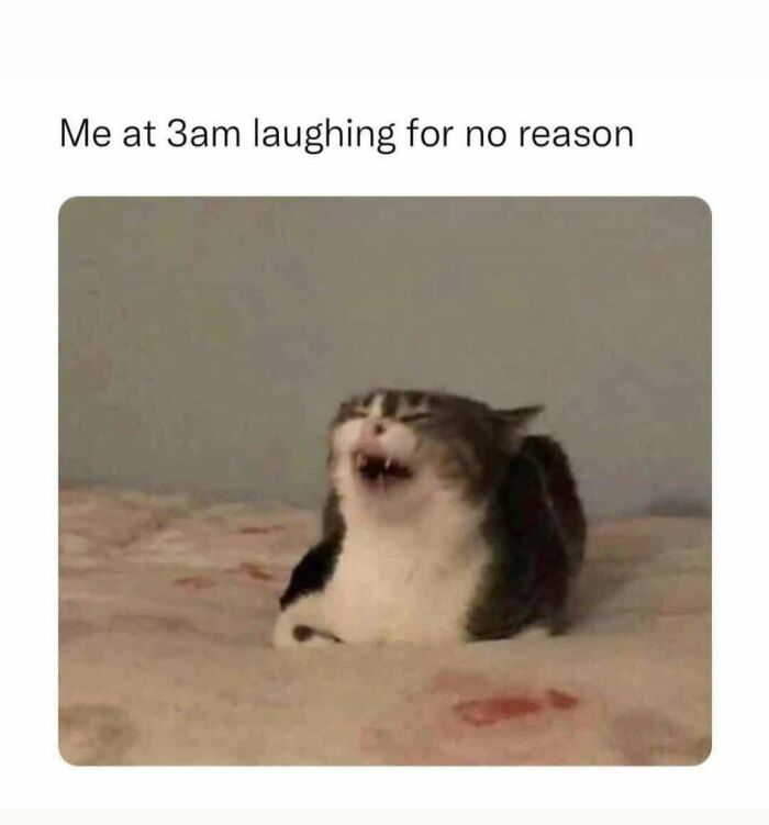 Cat lying on a bed with mouth open appearing to laugh, representing funny memes hitting the too real part of the brain.