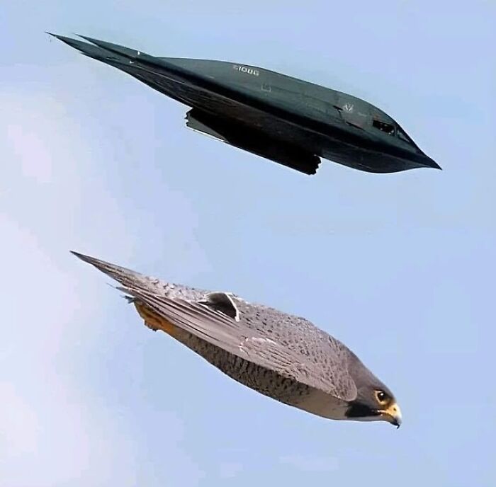 Black stealth bomber flying alongside a peregrine falcon in a striking historical photo with interesting context.