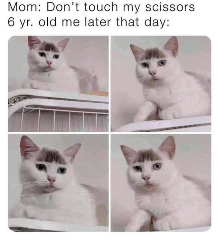 Funny introvert meme featuring a white cat with expressive faces, capturing relatable introvert humor and behavior.