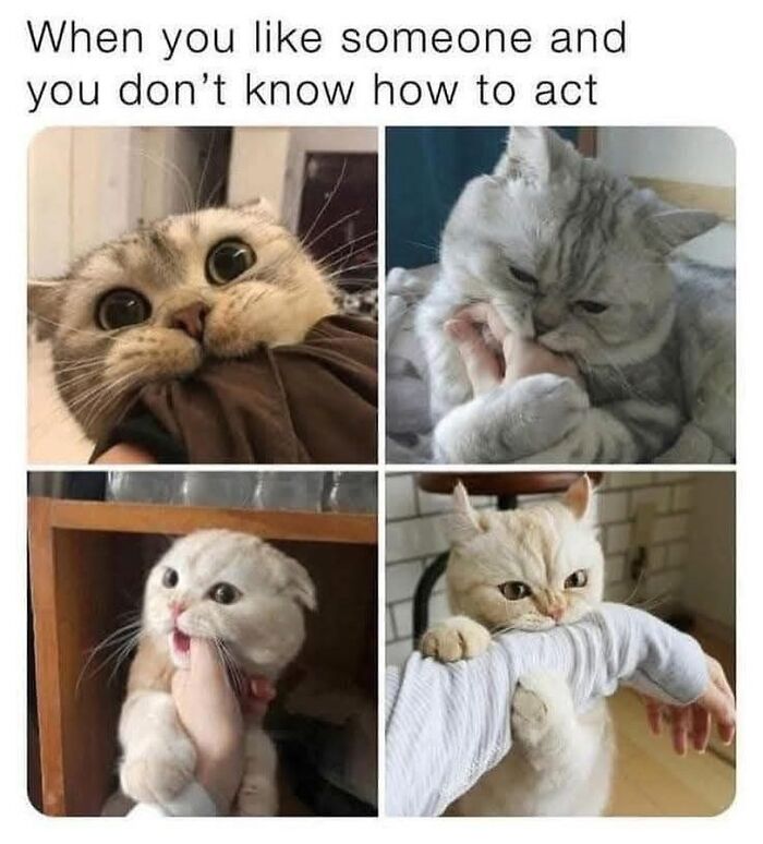 Four photos of cats nervously biting and holding hands, illustrating introvert-worthy memes about social awkwardness.
