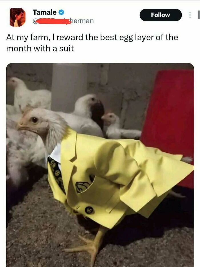 Chicken wearing a yellow suit rewarded as the best egg layer, featured in random memes that bring chaos and laughter.