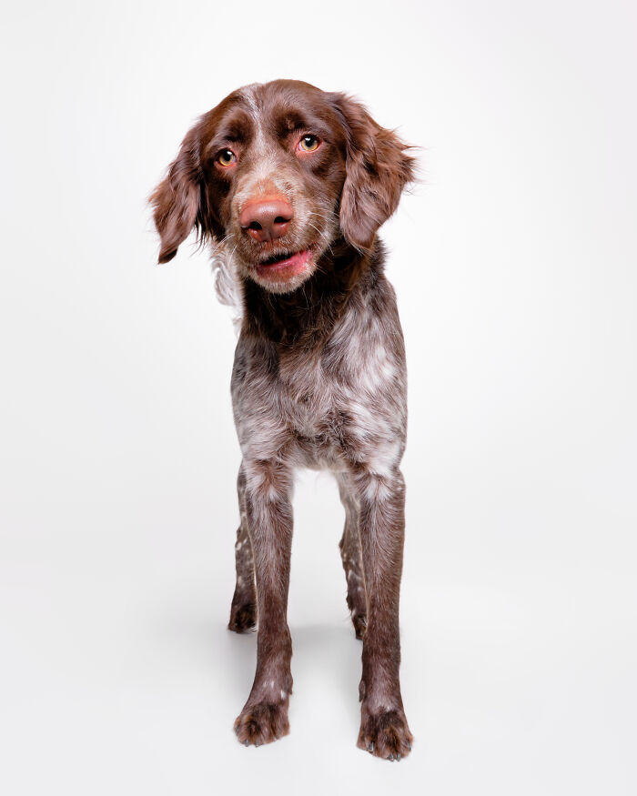 Rescue Dog #3 | Fable