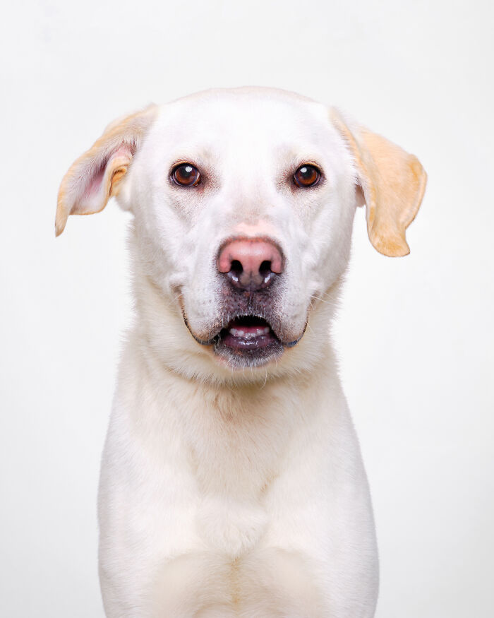 Rescue Dog #7 | Tequila