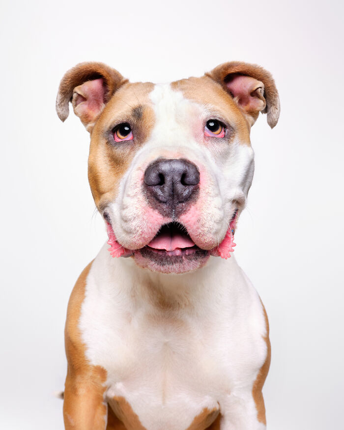 Rescue Dog #9 | Kiki