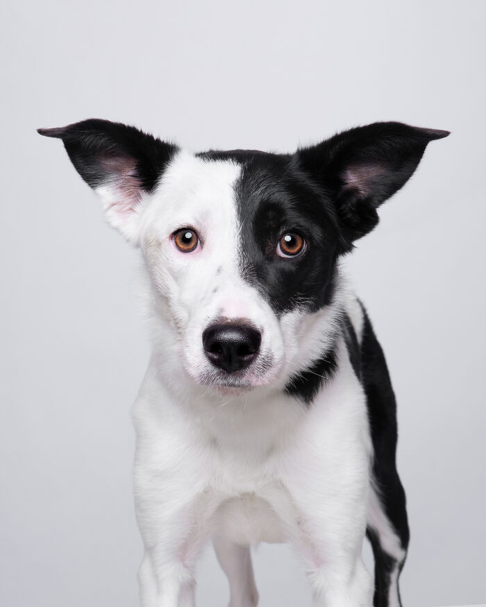 Rescue Dog #11 Cookie