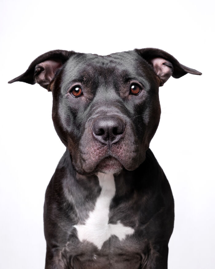 Rescue Dog #13 | Bruiser