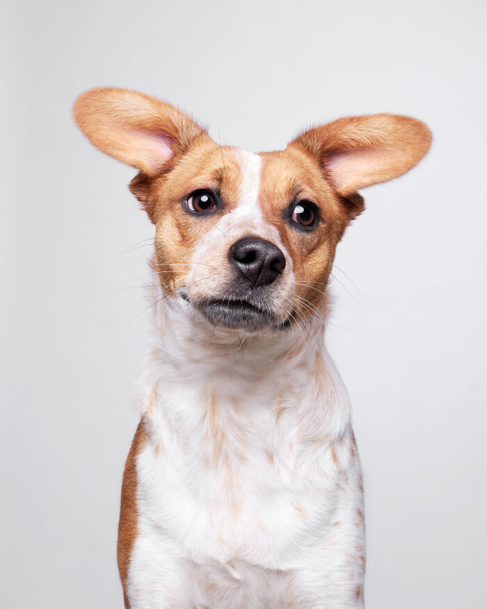 Rescue Dog #1 | Luna