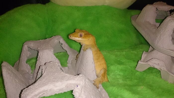 How I Came To Know Crested Geckos, And How Paul Changed My Life