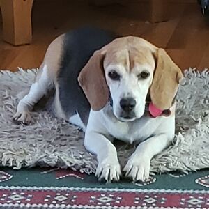 jessicalangmeyerspecht_2 avatar