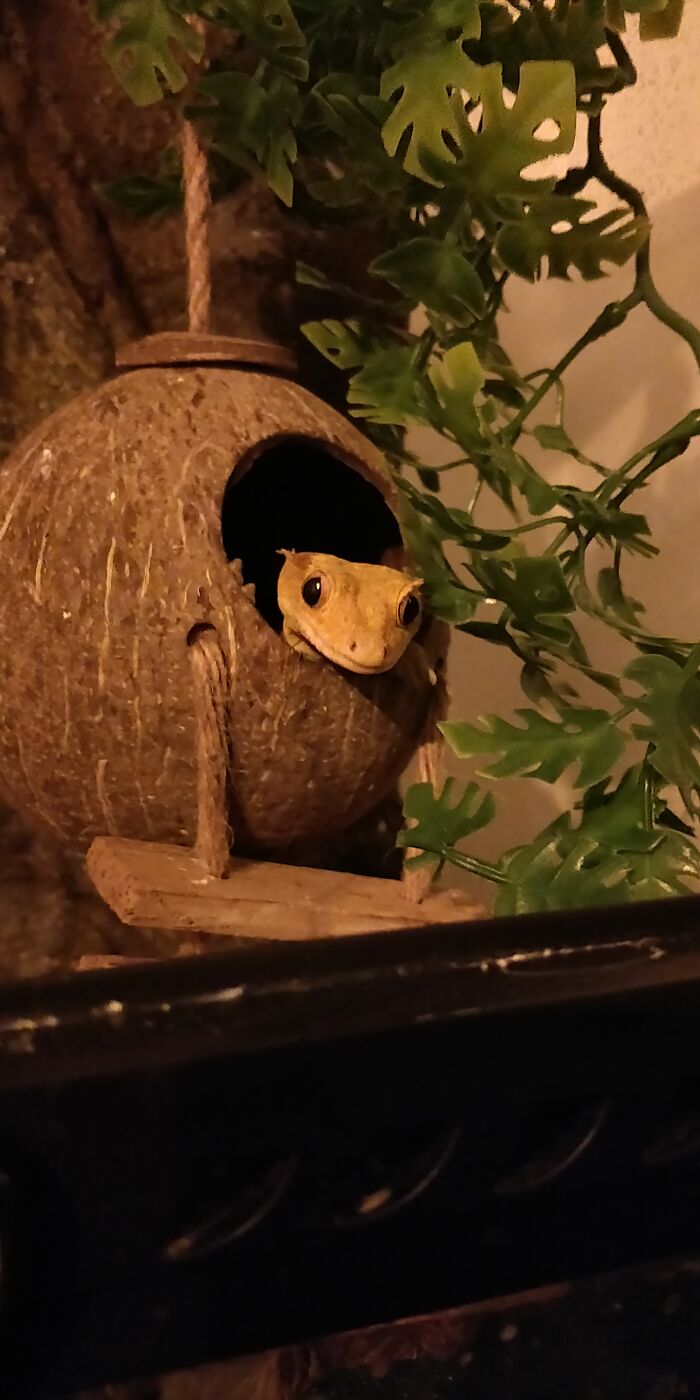 How I Came To Know Crested Geckos, And How Paul Changed My Life How I Came To Know Crested Geckos, And How Paul Changed My Life