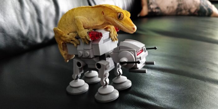 How I Came To Know Crested Geckos, And How Paul Changed My Life How I Came To Know Crested Geckos, And How Paul Changed My Life